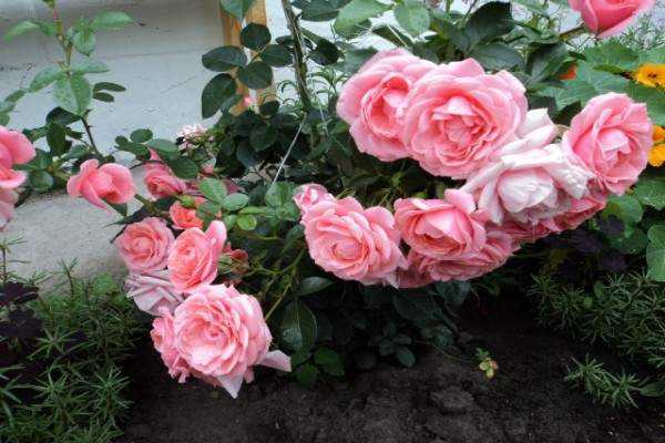 rose in a flower bed