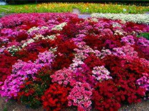 Planting, care and reproduction of saintbrinks in the open field, description of flower varieties