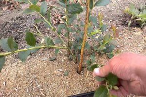 When and how to properly prune blueberries for beginners