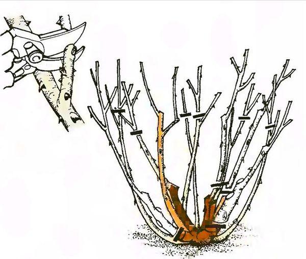 Floribunda rose pruning