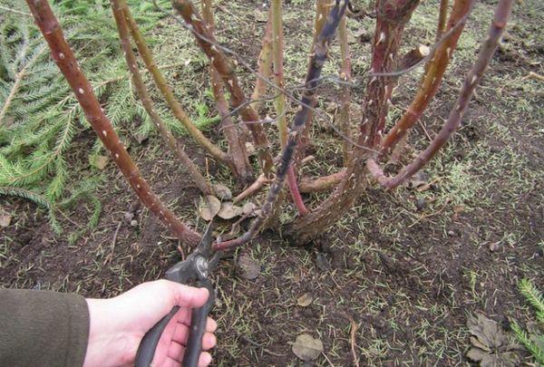 pruning