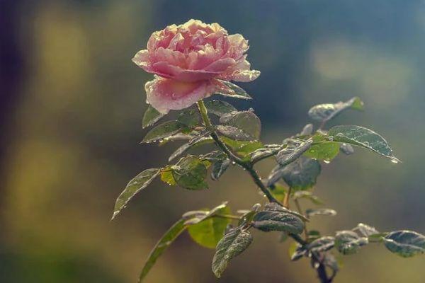 Rose flower