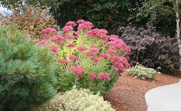 Framstående sedum