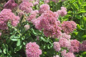Medicinal properties and contraindications of sedum, health benefits and harms