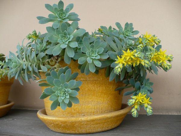 helande blomma