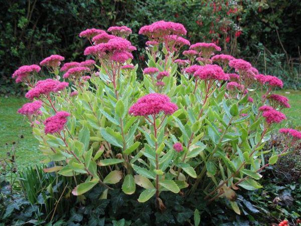Sedum i trädgården