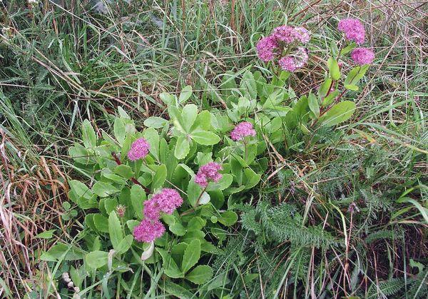 Vanlig sedum