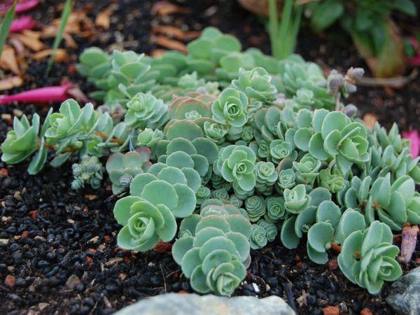 Sedum ung