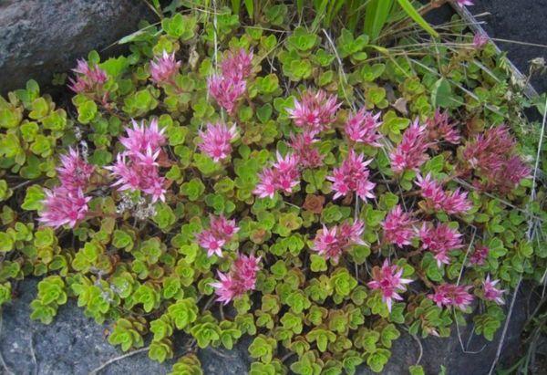 Sedum falsk