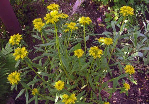 Sedum the Tenacious