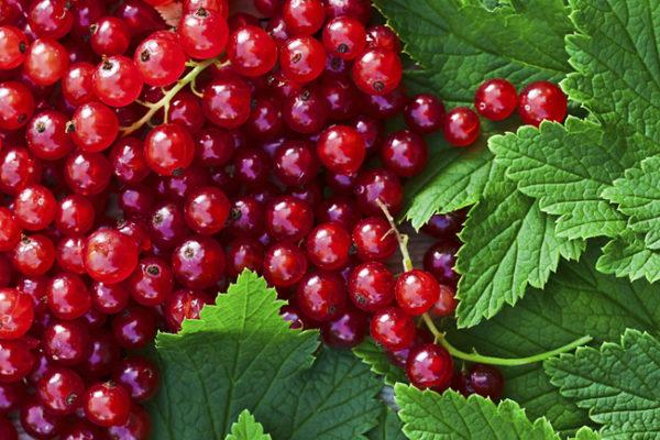 ripe berries