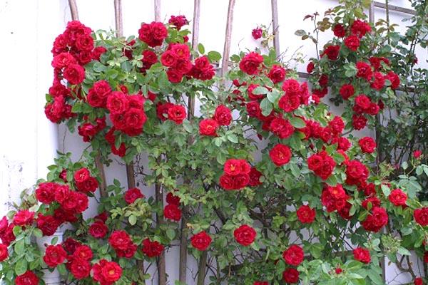 climbing roses
