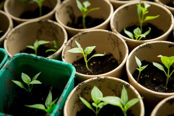 seedling