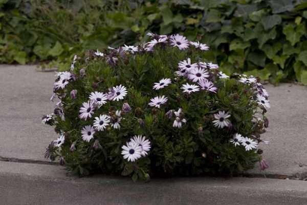 reichliche Blüte