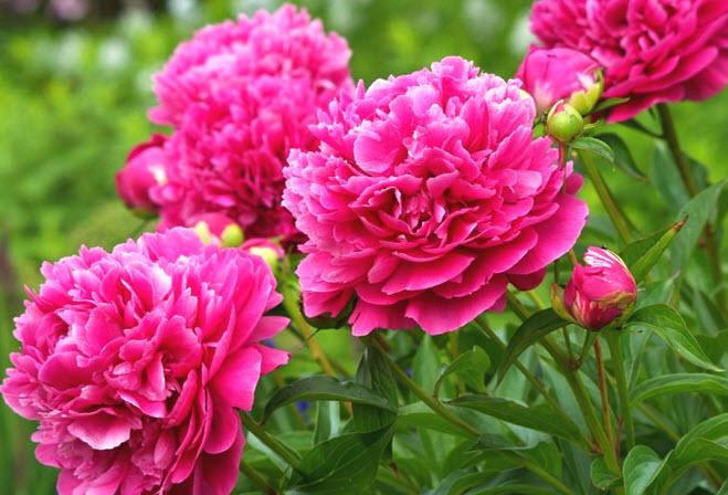 belle floraison