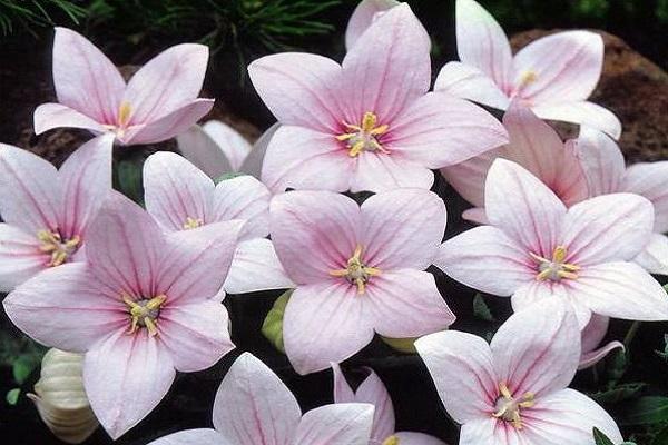 Shell Pink