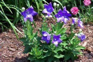 Planting and caring for Platicodon in open ground, description of varieties and reproduction