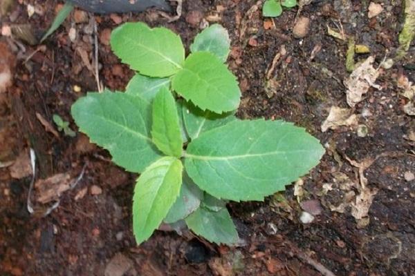 germinated from seed