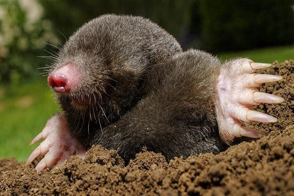blind mole