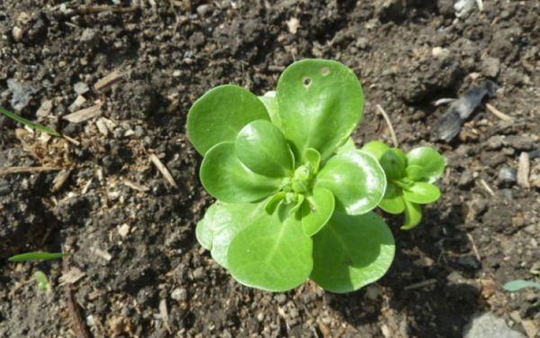 Rau mầm Purslane