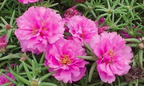 Purslane Slendens