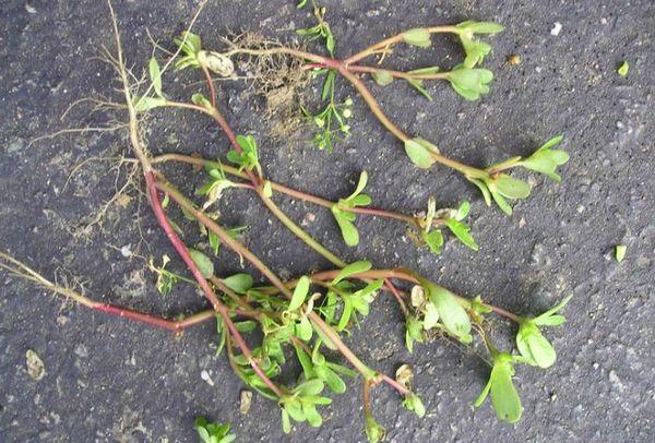 Cây giống Purslane