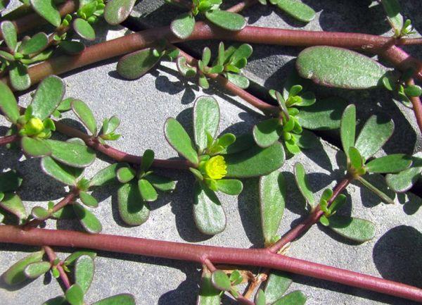 Hom Purslane