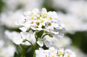 Descrição das variedades de Alyssum, plantio, cultivo e cuidados em campo aberto