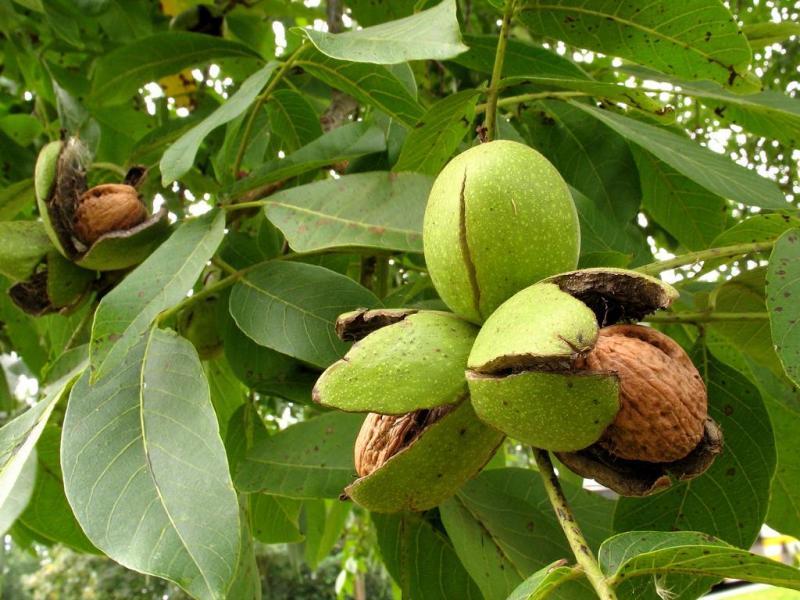 rất nhiều loại hạt
