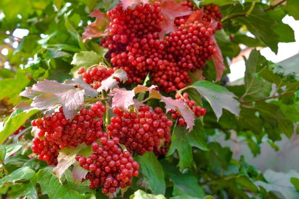 cachos de viburnum