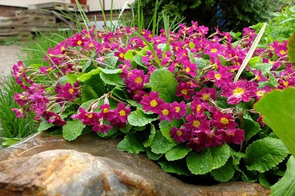 primrose features