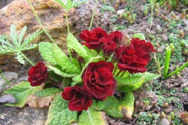 garden flower
