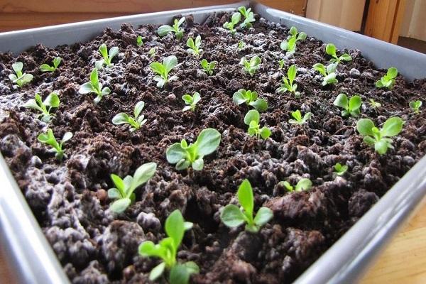 seedlings are grown