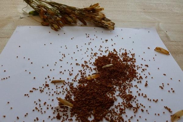 seed preparation