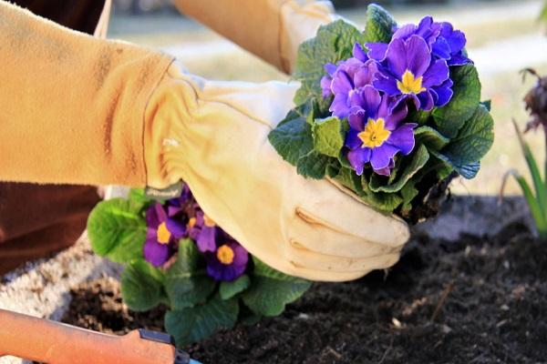 planting in the ground