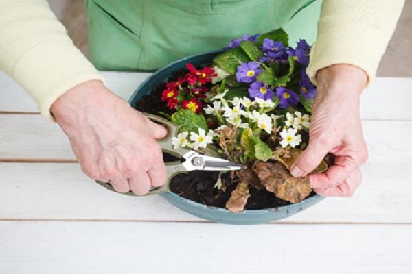 pruning rules