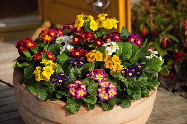 lots of primroses