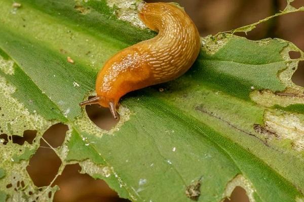 slugs as enemies