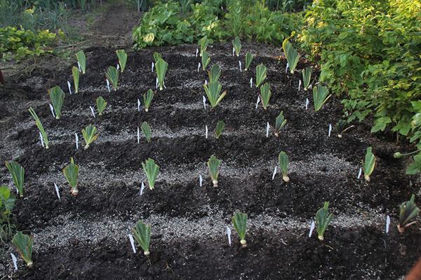 plantation d'iris
