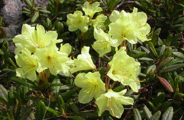 Rhododendron doré