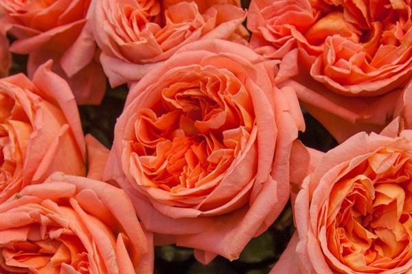 rose milan