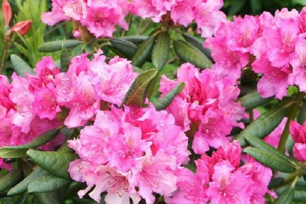 rododendro la haya