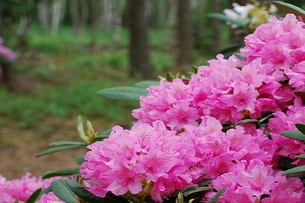 Blumenbüsche