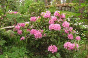 Descripción y características de las variedades de rododendros Universidad de Helsinki, plantación y cuidado.