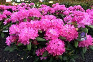Beschreibung der Rhododendron-Sorte Roseum Elegance, Pflanz- und Pflegemerkmale