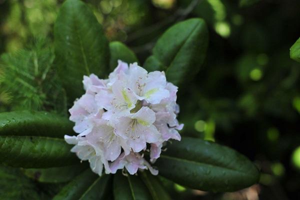 falmede blomst