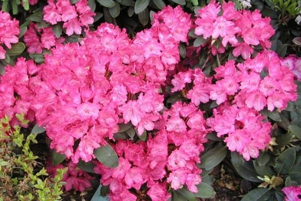 blomstringsperiode