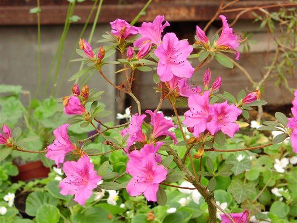 rododendron ukázal