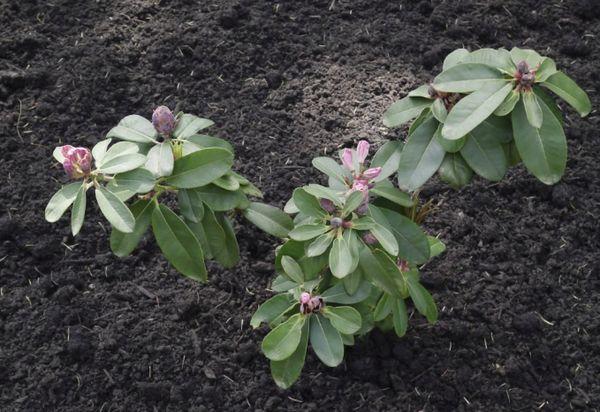 Rhododendron v zemi