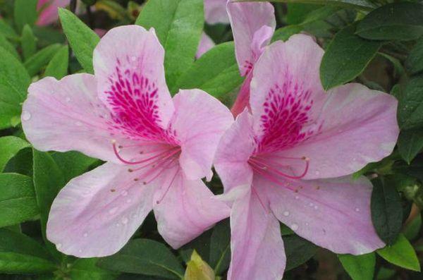 rododendron krásný